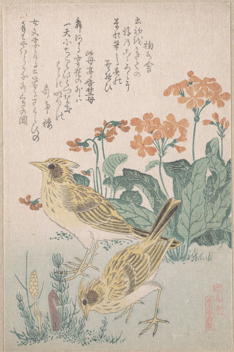 鳥合 桜草に雲雀 skylarks and primroses from the series an array of birds tori awase from spring rain surimono album harusame surimono jo vol 3 19th cen