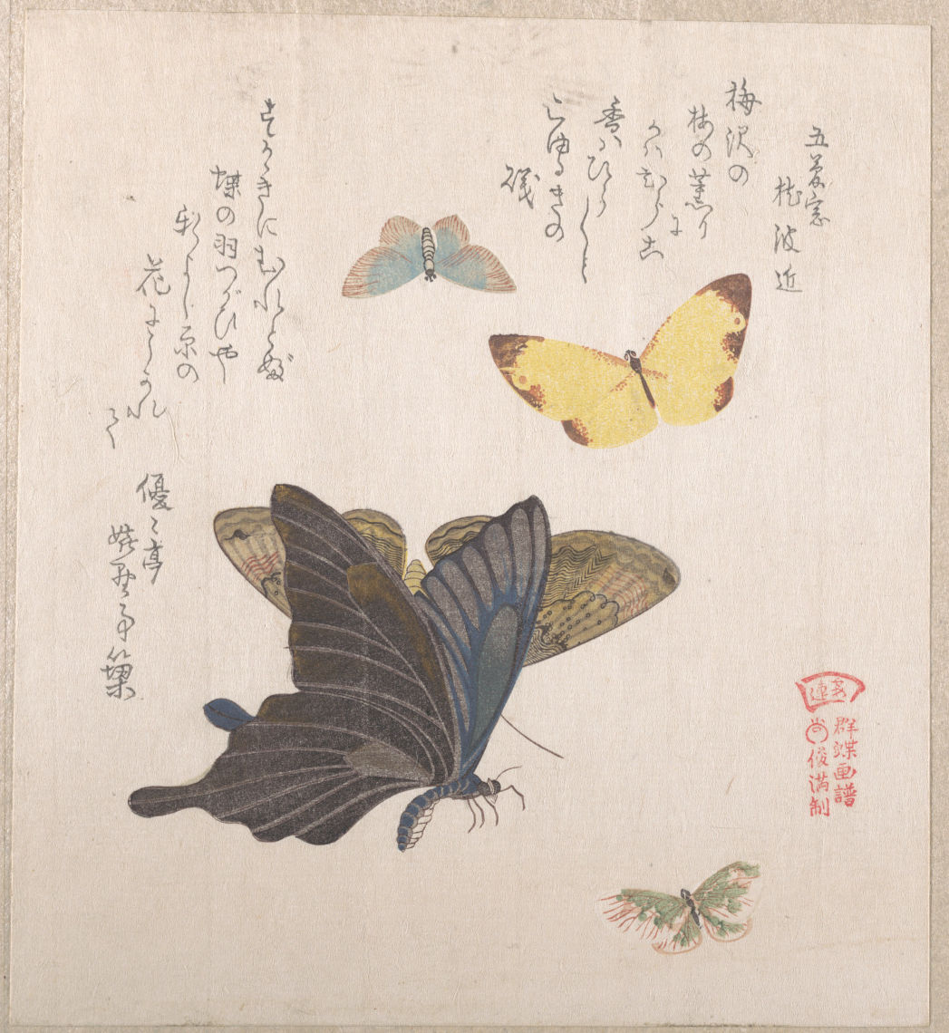 various moths and butterflies kubo shunman