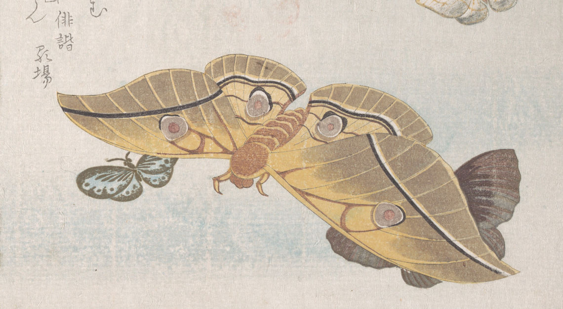 various moths and butterflies 19th cen kubo shunman